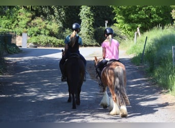 Meer ponys/kleine paarden, Merrie, 7 Jaar, 121 cm, Bruin