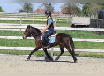 Meer ponys/kleine paarden, Merrie, 7 Jaar, 121 cm, Bruin