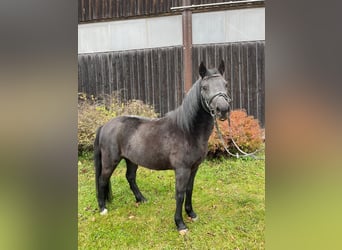 Meer ponys/kleine paarden, Merrie, 7 Jaar, 130 cm, Zwart
