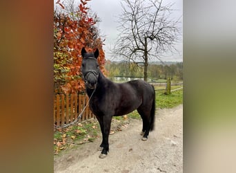 Meer ponys/kleine paarden, Merrie, 7 Jaar, 130 cm, Zwart