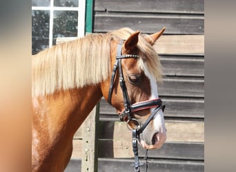 Meer ponys/kleine paarden, Merrie, 7 Jaar, 138 cm, Vos