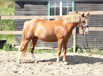 Meer ponys/kleine paarden, Merrie, 7 Jaar, 138 cm, Vos