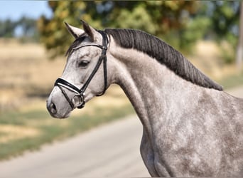 Meer ponys/kleine paarden, Merrie, 7 Jaar, 140 cm, Schimmel