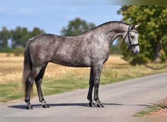 Meer ponys/kleine paarden, Merrie, 7 Jaar, 140 cm, Schimmel