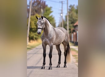 Meer ponys/kleine paarden, Merrie, 7 Jaar, 140 cm, Schimmel