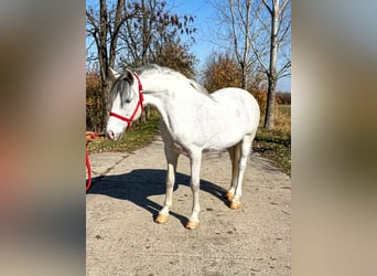 Meer ponys/kleine paarden, Merrie, 7 Jaar, 142 cm