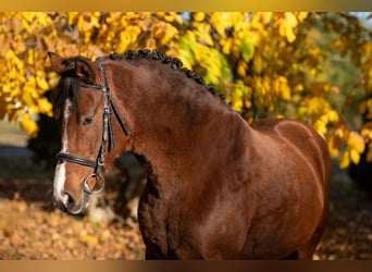 Meer ponys/kleine paarden, Merrie, 7 Jaar, 144 cm, Bruin