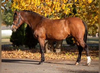 Meer ponys/kleine paarden, Merrie, 7 Jaar, 144 cm, Bruin