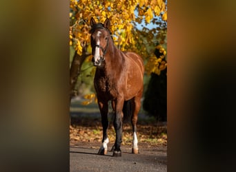 Meer ponys/kleine paarden, Merrie, 7 Jaar, 144 cm, Bruin