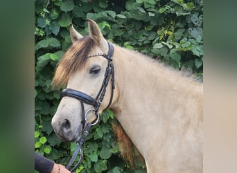 Meer ponys/kleine paarden, Merrie, 7 Jaar, 145 cm, Falbe