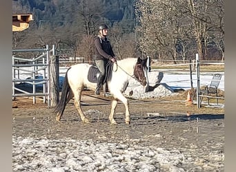 Meer ponys/kleine paarden, Merrie, 7 Jaar, 145 cm, Gevlekt-paard