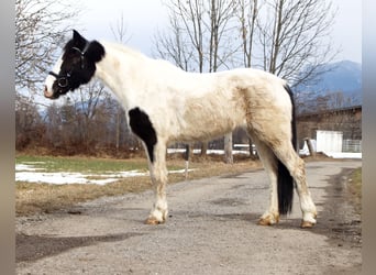 Meer ponys/kleine paarden, Merrie, 7 Jaar, 145 cm, Gevlekt-paard