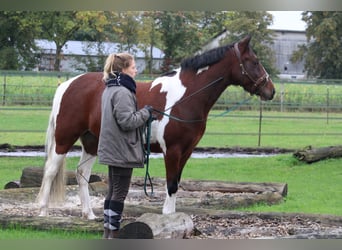 Meer ponys/kleine paarden Mix, Merrie, 7 Jaar, 146 cm, Gevlekt-paard