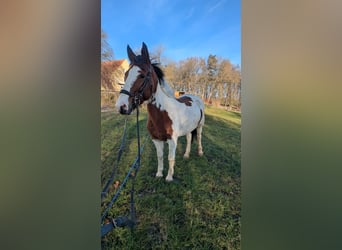 Meer ponys/kleine paarden, Merrie, 7 Jaar, 146 cm, Gevlekt-paard