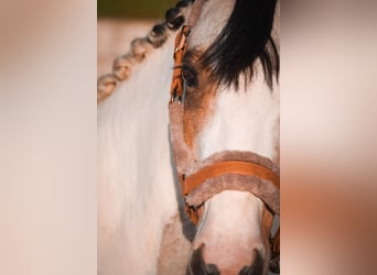 Meer ponys/kleine paarden, Merrie, 7 Jaar, 146 cm, Gevlekt-paard