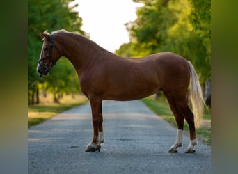 Meer ponys/kleine paarden, Merrie, 7 Jaar, 146 cm, Vos