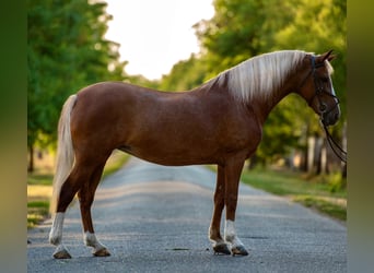 Meer ponys/kleine paarden, Merrie, 7 Jaar, 146 cm, Vos