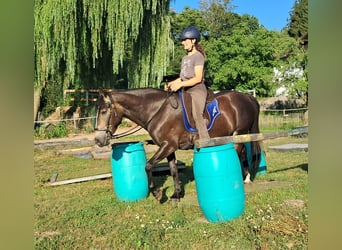 Meer ponys/kleine paarden, Merrie, 7 Jaar, 147 cm, Donkerbruin