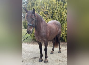 Meer ponys/kleine paarden, Merrie, 7 Jaar, 148 cm, Bruin