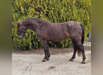 Meer ponys/kleine paarden, Merrie, 7 Jaar, 148 cm, Bruin