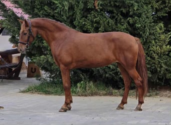 Meer ponys/kleine paarden, Merrie, 7 Jaar, 148 cm, Vos