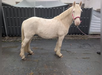 Meer ponys/kleine paarden, Merrie, 7 Jaar, 153 cm, Cremello