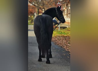 Meer ponys/kleine paarden, Merrie, 7 Jaar, 155 cm, Zwart