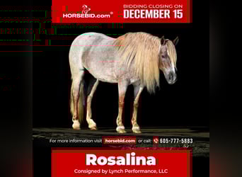 Meer ponys/kleine paarden, Merrie, 8 Jaar, 117 cm, Roan-Red