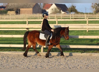 Meer ponys/kleine paarden, Merrie, 8 Jaar, 120 cm, Bruin