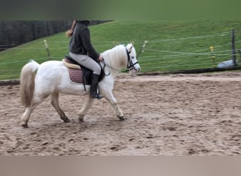 Meer ponys/kleine paarden, Merrie, 8 Jaar, 120 cm, Schimmel