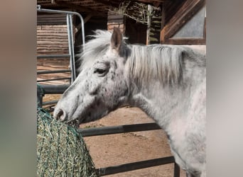 Meer ponys/kleine paarden Mix, Merrie, 8 Jaar, 132 cm, Appaloosa