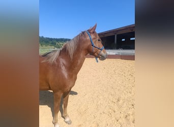 Meer ponys/kleine paarden Mix, Merrie, 8 Jaar, 143 cm