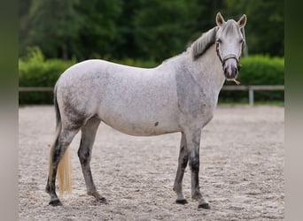 Meer ponys/kleine paarden, Merrie, 8 Jaar, 143 cm, Schimmel