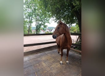 Meer ponys/kleine paarden, Merrie, 8 Jaar, 143 cm, Vos