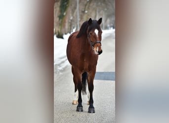 Meer ponys/kleine paarden, Merrie, 8 Jaar, 145 cm, Bruin
