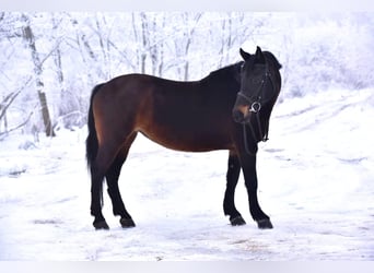 Meer ponys/kleine paarden, Merrie, 8 Jaar, 148 cm, Bruin