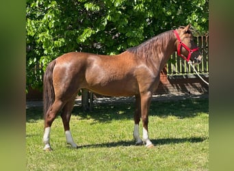 Meer ponys/kleine paarden, Merrie, 8 Jaar, 148 cm, Donkere-vos