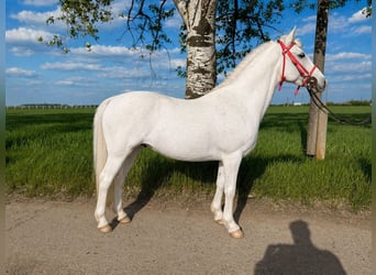 Meer ponys/kleine paarden, Merrie, 8 Jaar, 148 cm, Schimmel