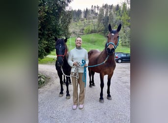Meer ponys/kleine paarden Mix, Merrie, 8 Jaar, 150 cm, Bruin