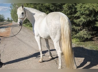Meer ponys/kleine paarden, Merrie, 8 Jaar, 150 cm, Schimmel