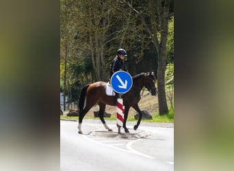 Meer ponys/kleine paarden, Merrie, 8 Jaar, 154 cm, Bruin