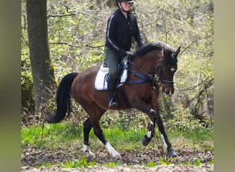 Meer ponys/kleine paarden, Merrie, 8 Jaar, 154 cm, Bruin