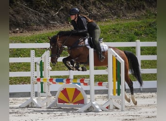 Meer ponys/kleine paarden, Merrie, 8 Jaar, 154 cm, Bruin