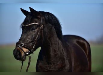 Meer ponys/kleine paarden, Merrie, 8 Jaar, 155 cm, Bruin
