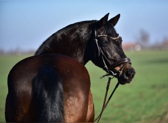 Meer ponys/kleine paarden, Merrie, 8 Jaar, 155 cm, Bruin