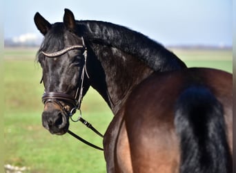 Meer ponys/kleine paarden, Merrie, 8 Jaar, 155 cm, Bruin