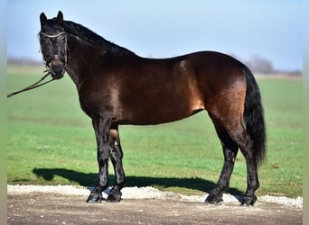 Meer ponys/kleine paarden, Merrie, 8 Jaar, 155 cm, Bruin