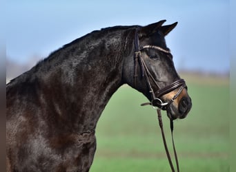 Meer ponys/kleine paarden, Merrie, 8 Jaar, 155 cm, Bruin