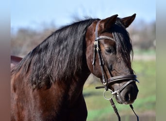 Meer ponys/kleine paarden, Merrie, 8 Jaar, 155 cm, Vos