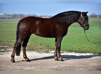 Meer ponys/kleine paarden, Merrie, 8 Jaar, 155 cm, Vos